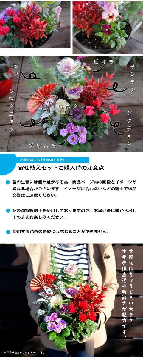 12月25日発送】【新春を祝うプロの寄せ植え】シクラメン・南天・マツ