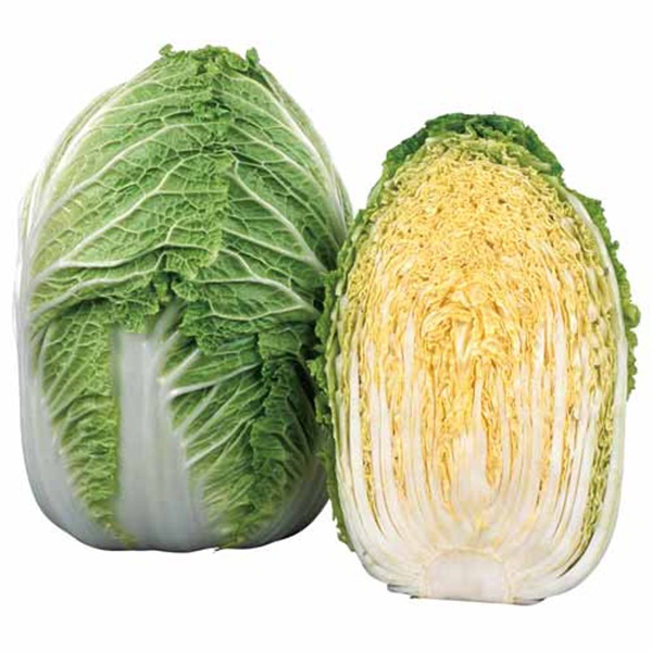 品種指定なし ハクサイ 晩生 実生苗 9cmポット 野菜苗 培土 種 堆肥 人気 白菜 人気 てしまの野菜苗 葉菜類の苗 ハクサイ てしまの苗屋 本店