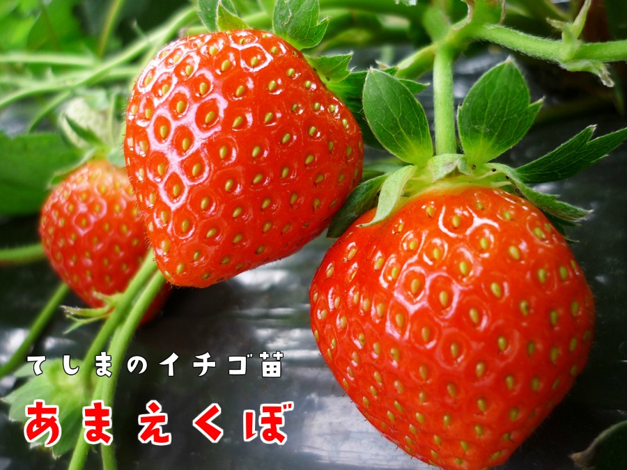 秋植えイチゴ苗 あまえくぼ 9cmポット 野菜苗 培土 種 堆肥 人気 てしまの野菜苗 果菜類の苗 イチゴ てしまの苗屋 本店