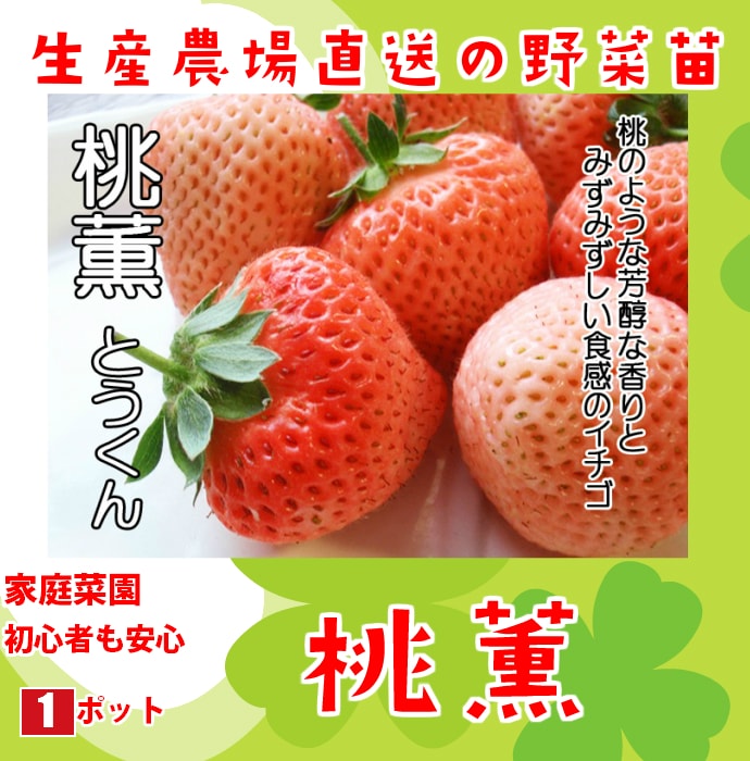 てしまの苗 イチゴ苗 桃薫 9 ポット 人気 てしまの野菜苗 果菜類の苗 イチゴ てしまの苗屋 本店