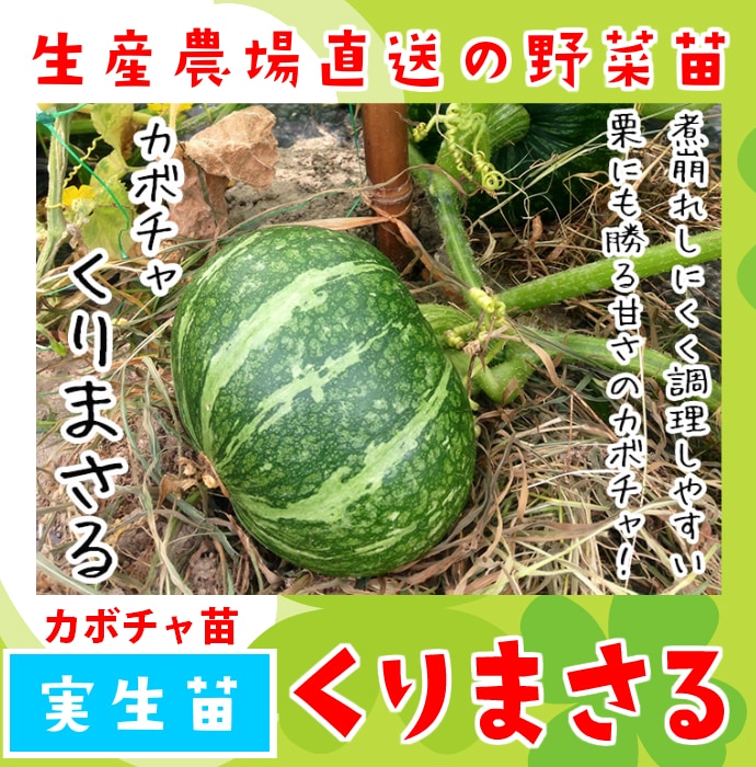 てしまの苗】 カボチャ苗 くりまさる 実生苗 9cmポット 野菜苗 培土 種 堆肥 【人気】 | てしまの野菜苗,果菜類の苗,カボチャ | | てしまの 苗屋 本店