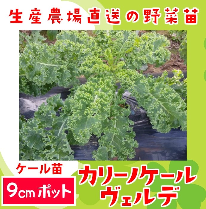 てしまの苗 ケール苗 カリーノケールヴェルデ 9 ポット 葉菜苗 人気 てしまの野菜苗 葉菜類の苗 ケール てしまの苗屋 本店