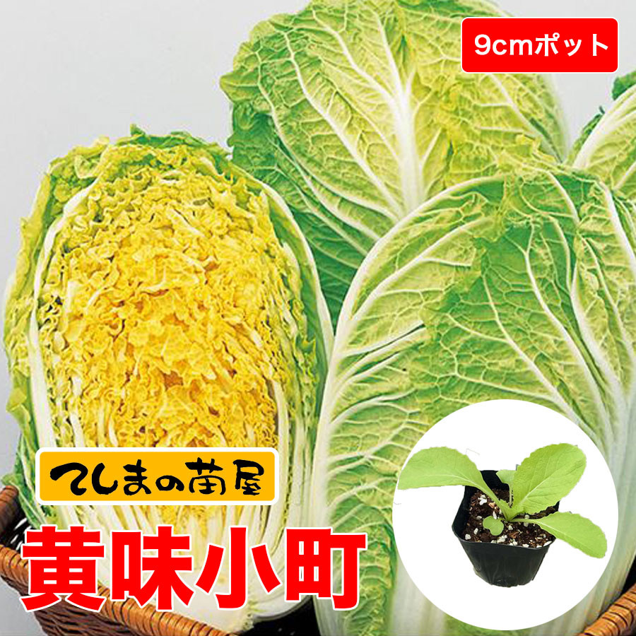 てしまの苗 ミニハクサイ苗 黄味小町 9cmポット 野菜苗 培土 種 堆肥 人気 白菜 葉菜苗 人気 てしまの野菜苗 葉菜類の苗 ハクサイ てしまの苗屋 本店