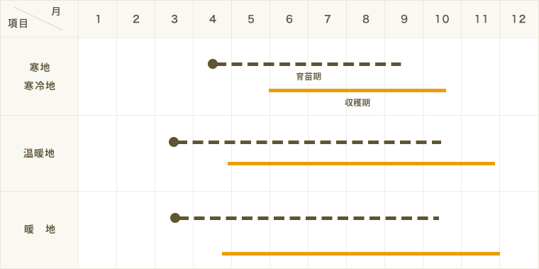 てしまの苗 ミズナ苗 水菜 9cmポット 野菜苗 培土 種 堆肥 人気 葉菜苗 人気 てしまの野菜苗 葉菜類の苗 ミズナ てしまの苗屋 本店