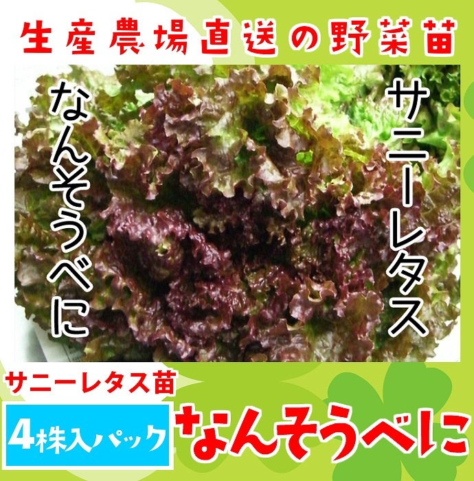 てしまの苗】 リーフレタス苗 なんそうべに 4株入りパック 葉菜苗 【人気】 | てしまの野菜苗,葉菜類の苗,レタス | | てしまの苗屋 本店