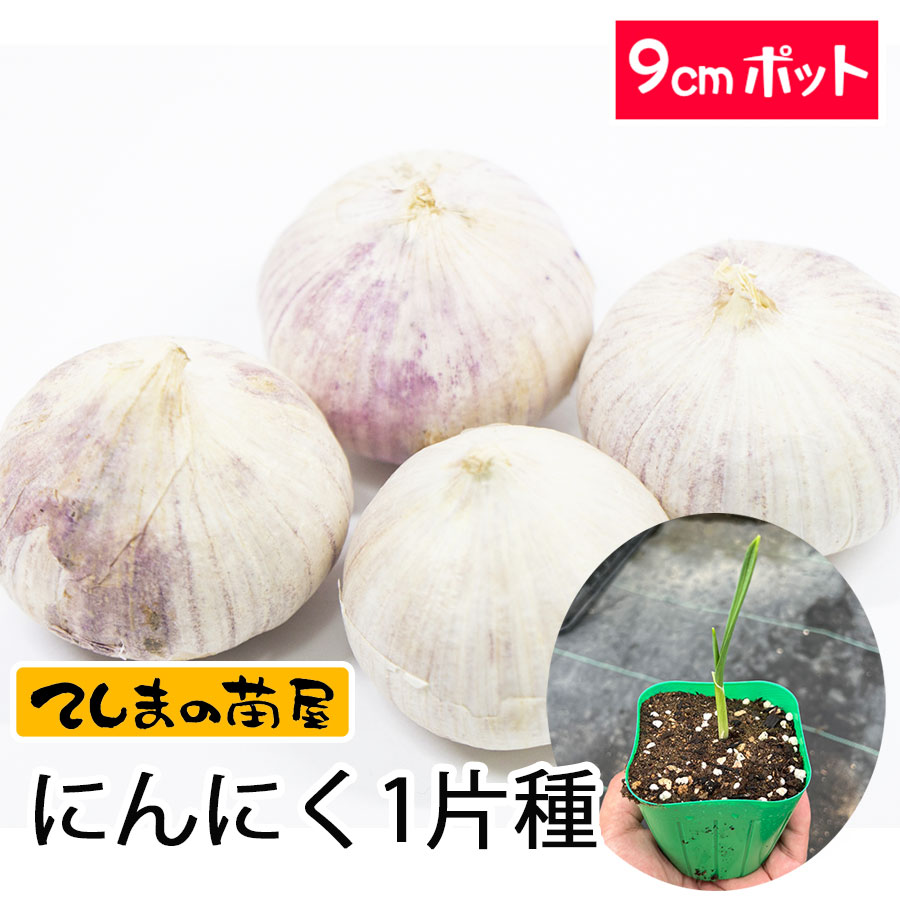 てしまの苗】 ニンニク苗 ニンニク一片種 9ｃｍポット 葉菜苗 | てしまの野菜苗,葉菜類の苗,ニンニク | | てしまの苗屋 本店