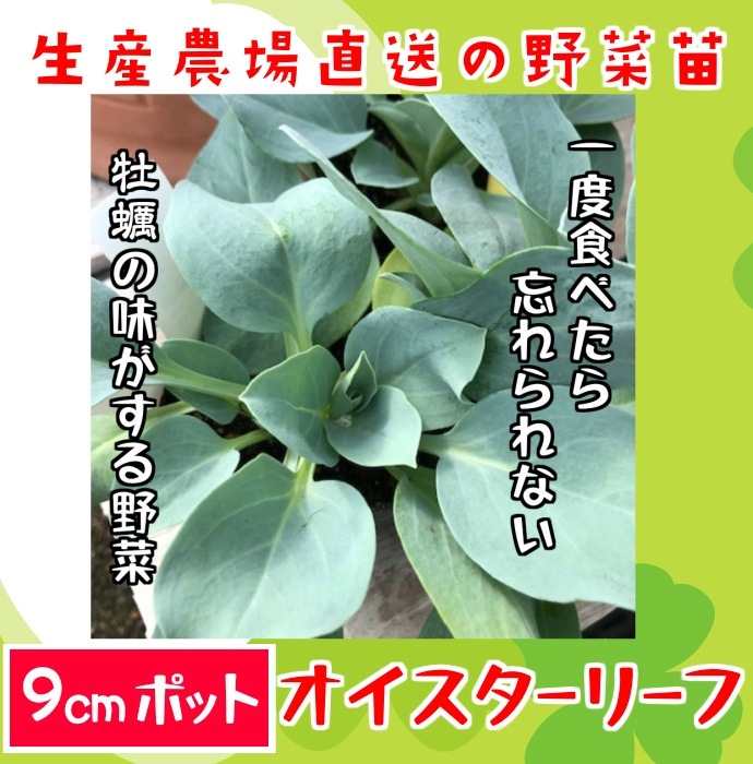 てしまの苗 ハーブ苗 オイスターリーフ 実生苗 9cmポット 人気 てしまの野菜苗 その他の苗 てしまの苗屋 本店