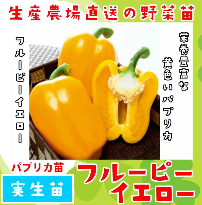 てしまの苗 パプリカ苗フルーピーイエロー 実生苗 9 ポット 人気 てしまの野菜苗 果菜類の苗 ピーマン てしまの苗屋 本店