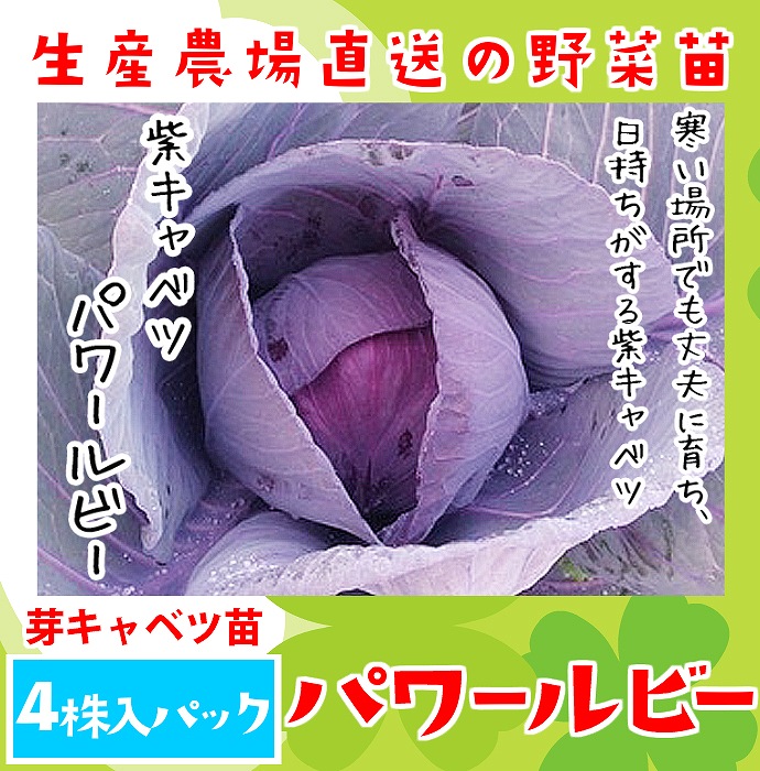 てしまの苗 紫キャベツ苗 パワールビー 4株入りパック 葉菜苗 人気 てしまの野菜苗 葉菜類の苗 キャベツ てしまの苗屋 本店