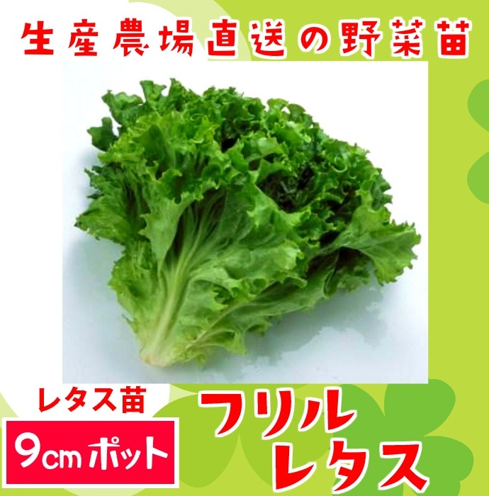 てしまの苗 レタス苗 フリルレタス 9 ポット 葉菜苗 人気 てしまの野菜苗 葉菜類の苗 レタス てしまの苗屋 本店