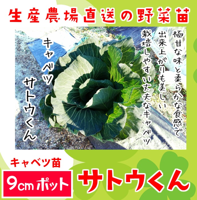 てしまの苗 キャベツ苗 サトウくん 9cmポット 野菜苗 培土 種 堆肥 人気 葉菜苗 人気 てしまの野菜苗 葉菜類の苗 キャベツ てしまの苗屋 本店