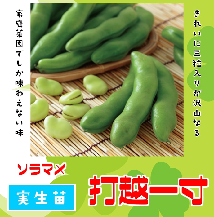 てしまの苗 ソラマメ 打越一寸 実生苗 9cmポット 野菜苗 培土 種 堆肥 人気 すべての商品 てしまの苗屋 本店