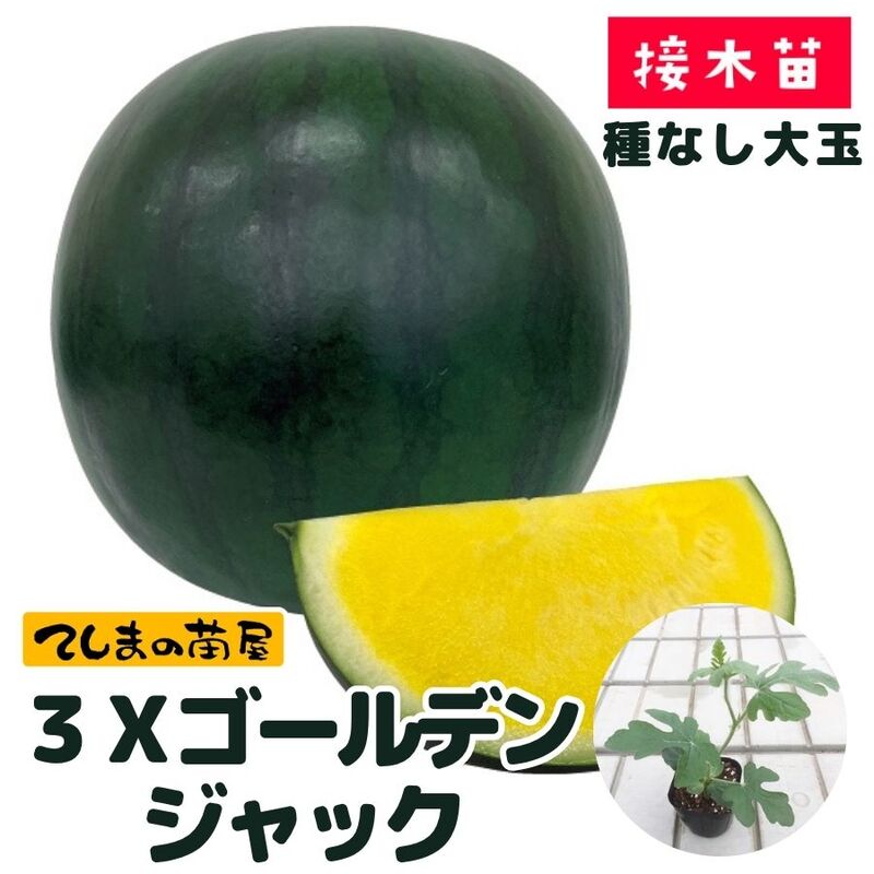 てしまの苗】スイカ苗 3Xゴールデンジャック 9cmポット 断根接木苗