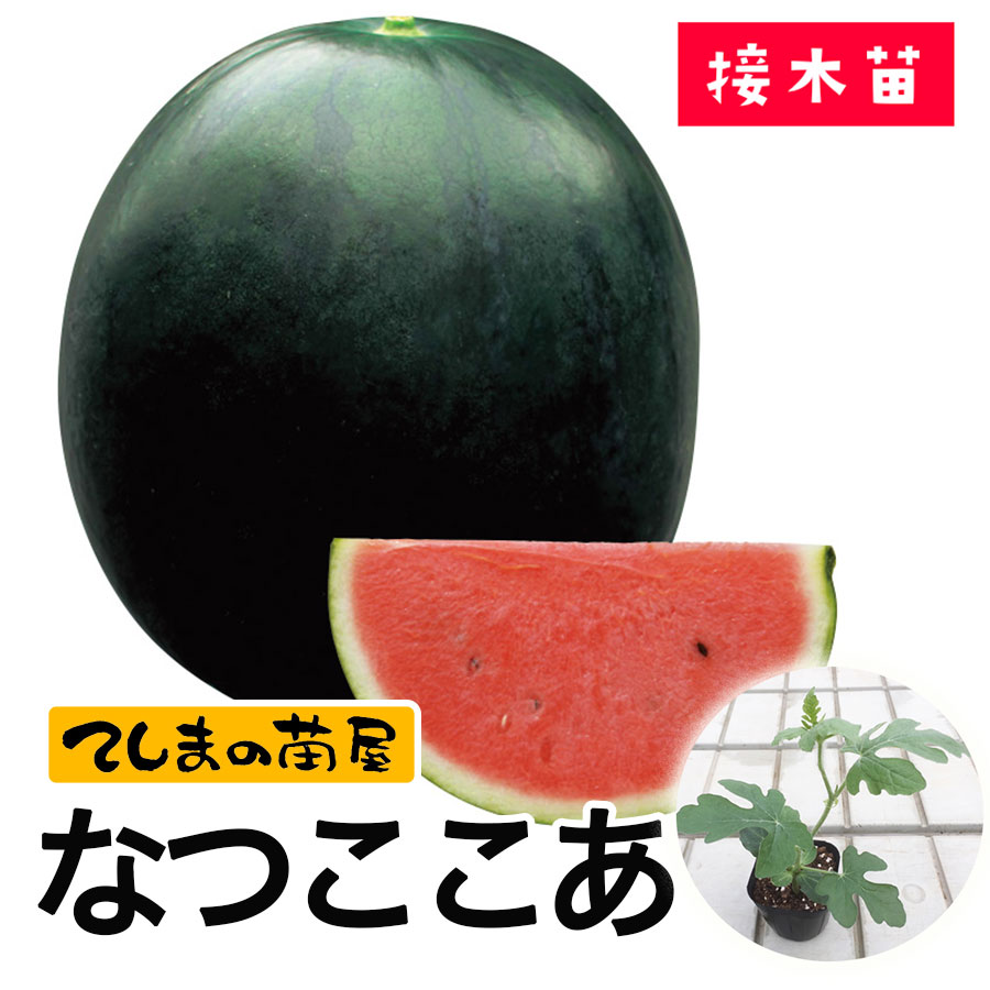 てしまの苗 スイカ苗 なつここあ 9ｃｍ 断根接木苗 てしまの野菜苗 果菜類の苗 スイカ てしまの苗屋 本店