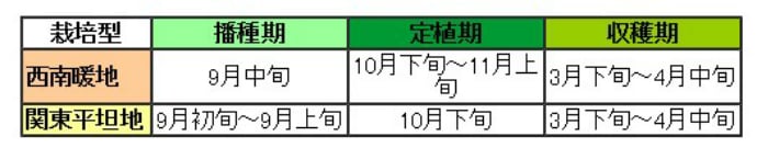 極早生たまねぎ苗 抜き苗 約100本束 貴錦・スーパーアップ・トップゴールド320のいづれか ※品種指定不可 10月下旬～発送 タマネギ | てしまの 野菜苗,根菜類の苗,タマネギ | | てしまの苗屋 本店