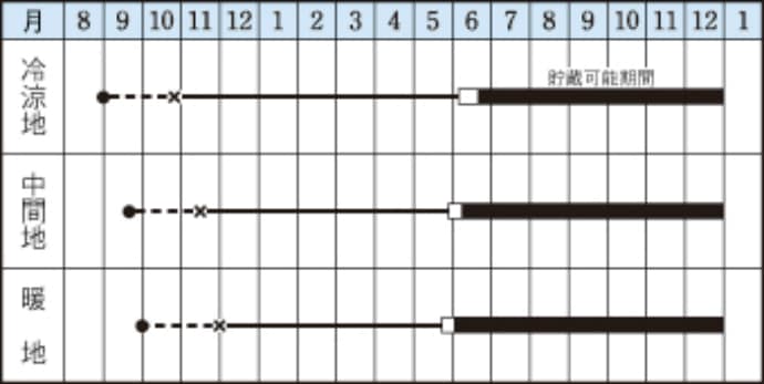 中生たまねぎ苗 抜き苗 約100本束 O・P黄 アンサー ターボのいづれか 11月上旬～発送 タマネギ | てしまの野菜苗,根菜類の苗,タマネギ |  | てしまの苗屋 本店