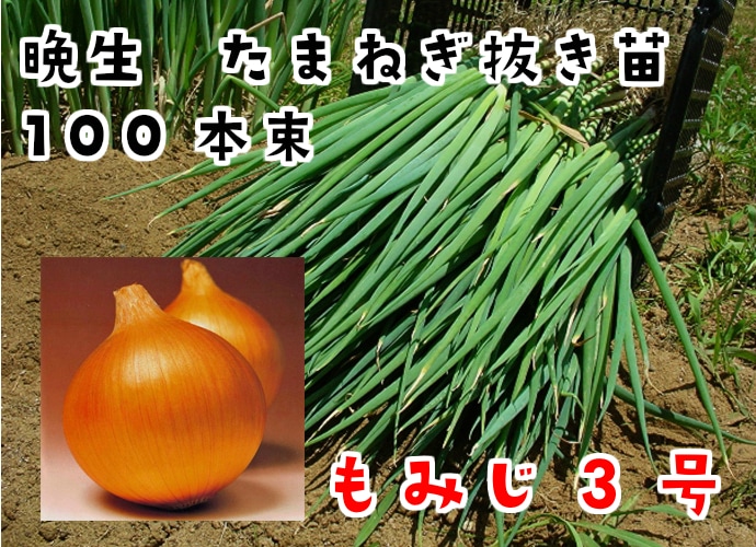 晩成 たまねぎ苗 抜き苗 約100本 もみじ3号 11月上旬 発送 タマネギ てしまの野菜苗 根菜類の苗 タマネギ てしまの苗屋 本店