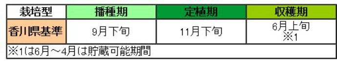 晩成 たまねぎ苗 抜き苗 約100本 もみじ3号 11月上旬～発送 タマネギ | てしまの野菜苗,根菜類の苗,タマネギ | | てしまの苗屋 本店