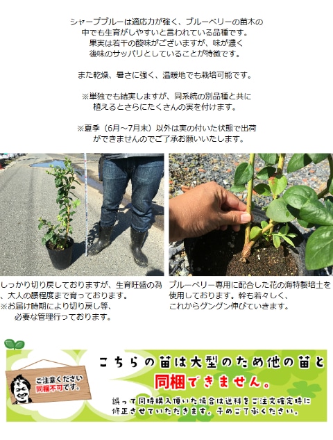 3年生育 ブルーベリー苗 シャープブルー | てしまの野菜苗,果樹苗