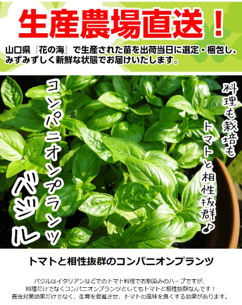 てしまの苗】 コンパニオンプランツ バジル 実生苗 9cmポット 野菜苗