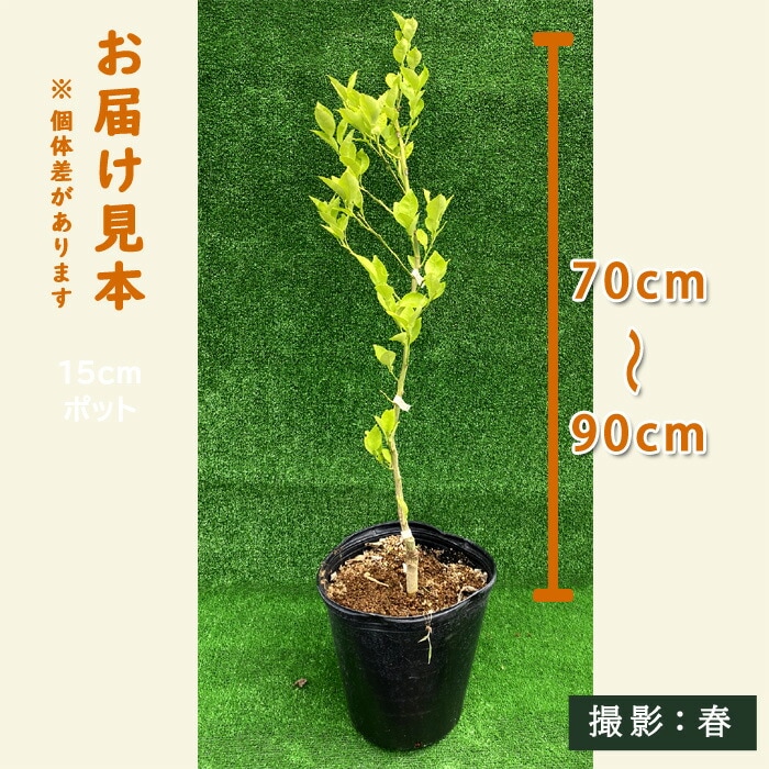 カボス 苗木 ２４cmポット 選抜カボス 大分1号 かぼす 接木 柑橘 柑橘