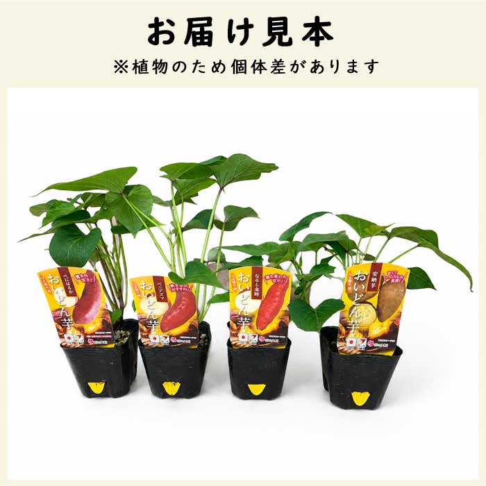 野菜 苗 ツル取り用 さつまいも 苗 4種セット【べにはるか (登録品種)+