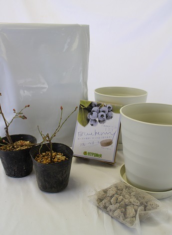 いけビィ様　ブルーベリー2鉢セット いけビィ様 ブルーベリー2鉢セット いけビィ様 ブルーベリー2鉢セット