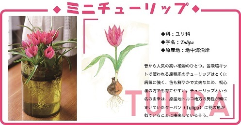 植物まるはだか ミニチューリップ球根水栽培セット 水栽培キット 土いらず お水を入れて 球根セットするだけ じっくり観察 水替え簡単 親子で育てる植物 花の大和オンラインショップ