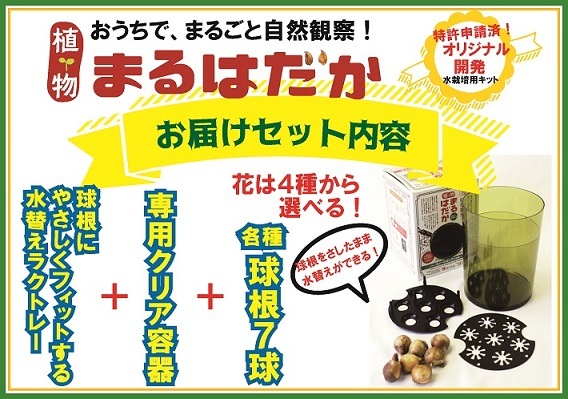 植物まるはだか ミニチューリップ球根水栽培セット 水栽培キット 土いらず お水を入れて 球根セットするだけ じっくり観察 水替え簡単 親子で育てる植物 花の大和オンラインショップ