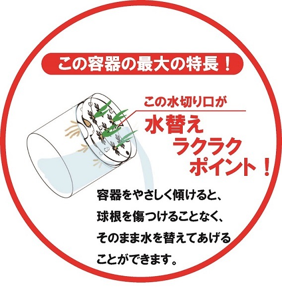 植物まるはだか ミニチューリップ球根水栽培セット 水栽培キット 土いらず お水を入れて 球根セットするだけ じっくり観察 水替え簡単 親子で育てる植物 花の大和オンラインショップ
