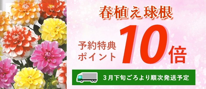 球根 宿根草 園芸用品の総合通販サイト 花の大和オンラインショップ