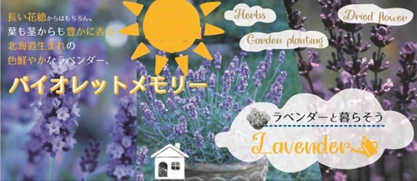ラベンダーバイオレットメモリー 花の大和オンラインショップ