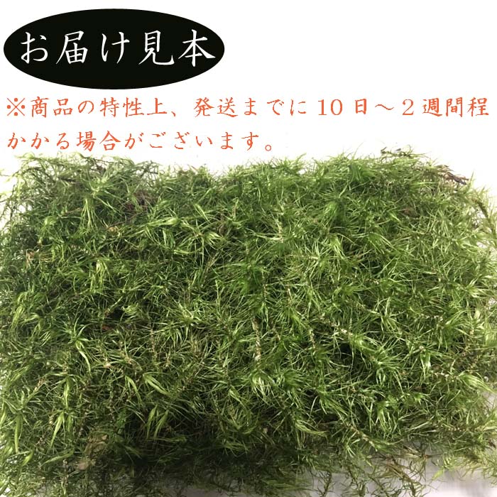 シッポゴケ 55×35cmトレー入り 苔 コケ しっぽ こけ 苔テラリウム 盆栽 テラリウム アクアリウム 人気 苔玉 園芸 庭園  インテリア-花の大和オンラインショップ