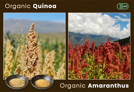 Organic Quinoa,Organic Amaranthus