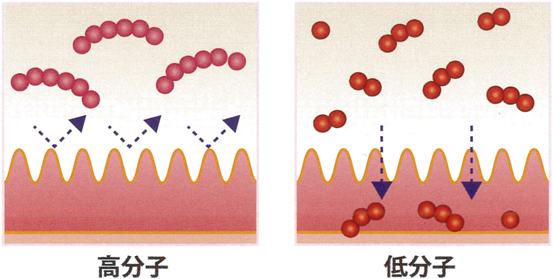 ポリフェノールの高分子と低分子の違い