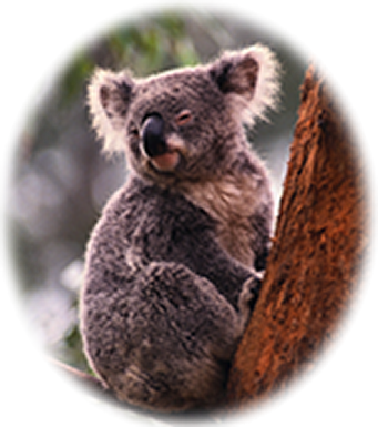 ユーカリが大好物なオーストラリのコアラ