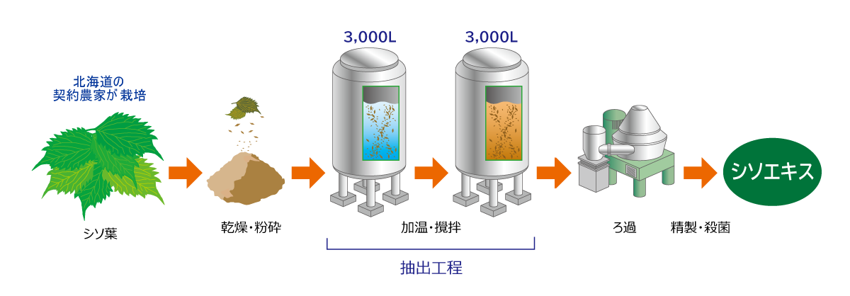 『シソの葉エキス』の製造工程の製造工程