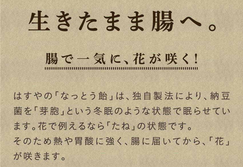 生きたまま腸へ。腸で一気に、花が咲く！はすやの「なっとう飴」は、独自製法により、納豆菌を「芽胞」という冬眠のような状態で眠らせています。花で例えるなら「たね」の状態です。そのため熱や胃酸に強く、腸に届いてから、初めて「花」が咲くので、腸で元気に働くことができます。