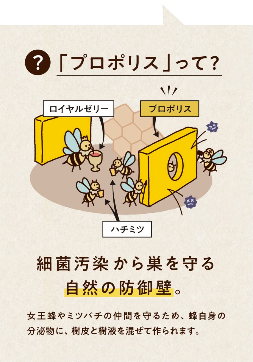 プロポリスって？ 細菌汚染から巣を守る自然の防御壁。 女王蜂やミツバチの仲間を守るため、蜂自身の分泌物に、樹皮と樹液を混ぜて作られます。 イラストでロイヤルゼリー、ハチミツ、プロポリスの違いを解説しています。