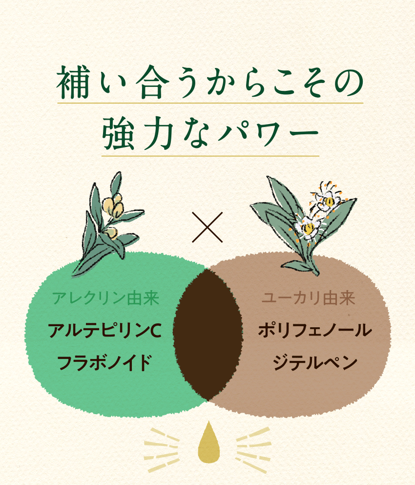補い合うからこその強力なパワー アレクリン由来 アルテピリンC フラボノイド ユーカリ由来 ポリフェノール ジテルペン