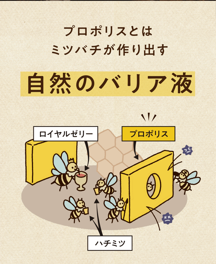 プロポリスとは蜜蜂が作り出す自然のバリア液であることを説明する日本語のイラスト。蜂の巣の周りに蜂が飛んでおり、ロイヤルゼリー、ハチミツ、プロポリスの生成過程が図示されている。