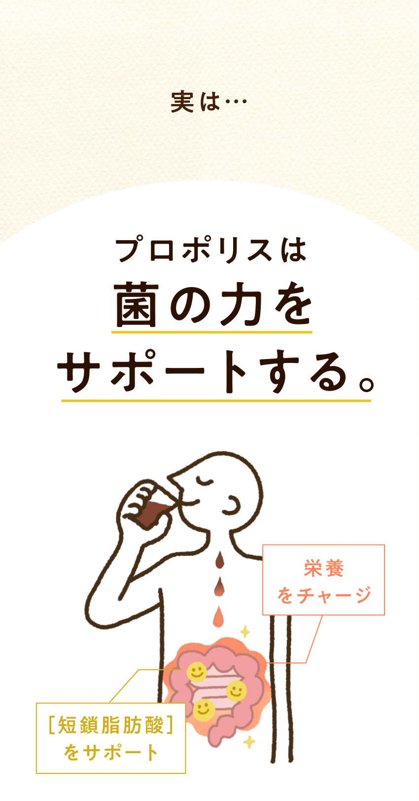 実は… プロポリスは菌の力をサポートする。栄養をチャージ [短鎖脂肪酸]をサポート