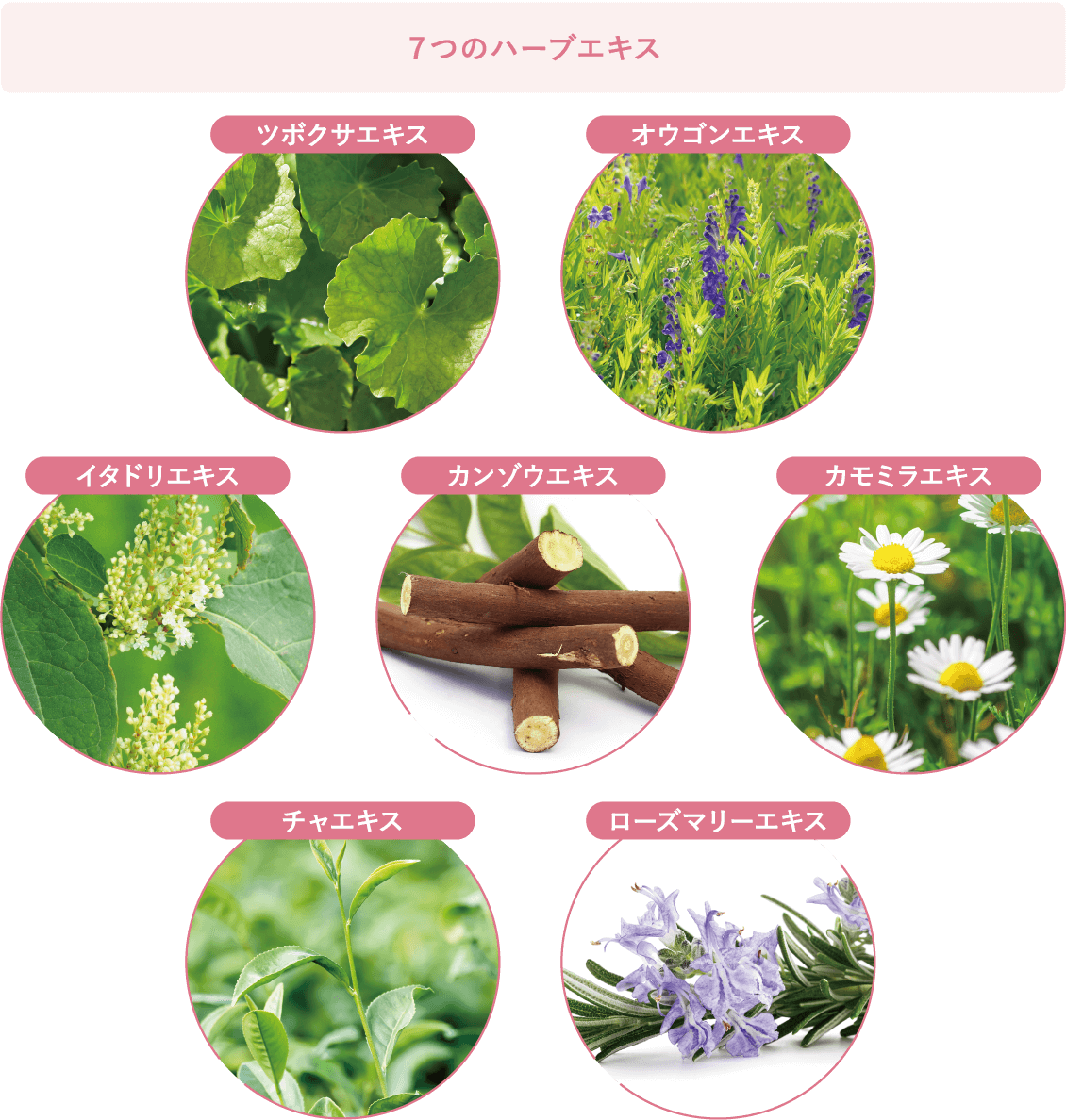 ７つのハーブエキス ツボクサエキス オウゴンエキス イタドリエキス カンゾウエキス カモミラエキス チャエキス ローズマリーエキス