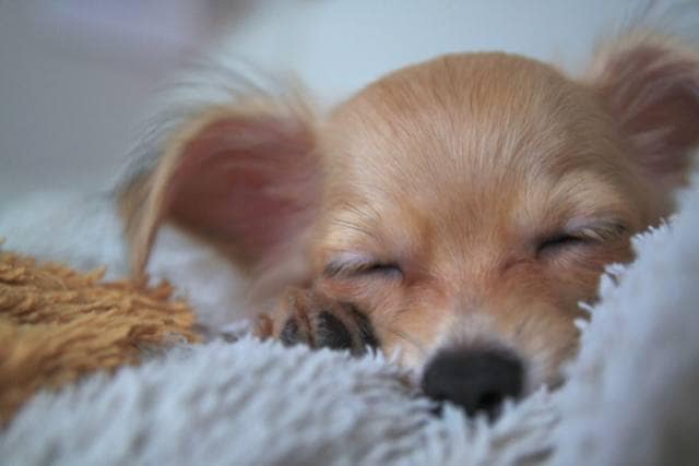 眠る小型犬