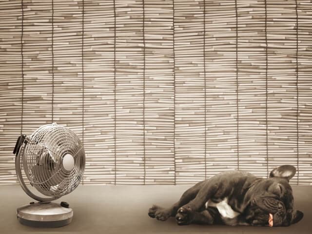 【犬用クッション】愛犬と夏を楽しもう！犬の暑さ対策について