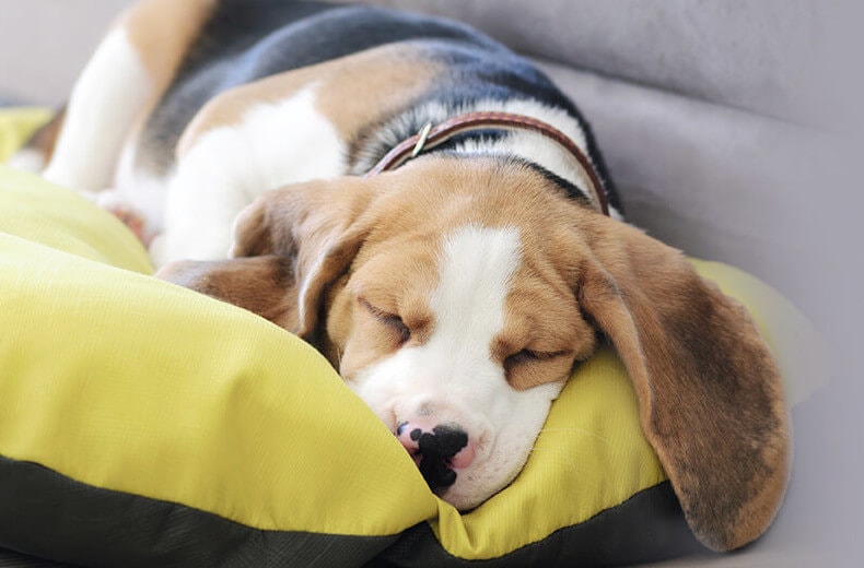 毛布の上で寝ている犬