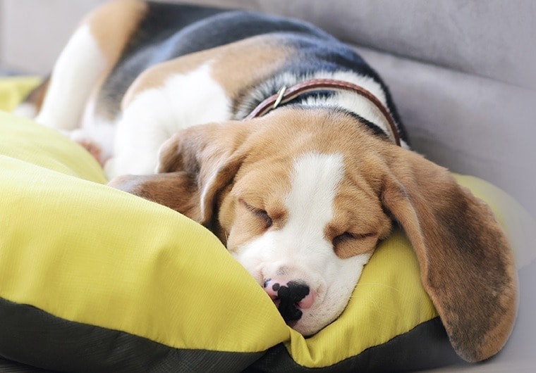 クッションで安心して眠る仔犬