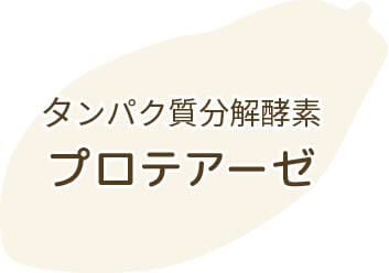 タンパク質分解酵素プロテアーゼ