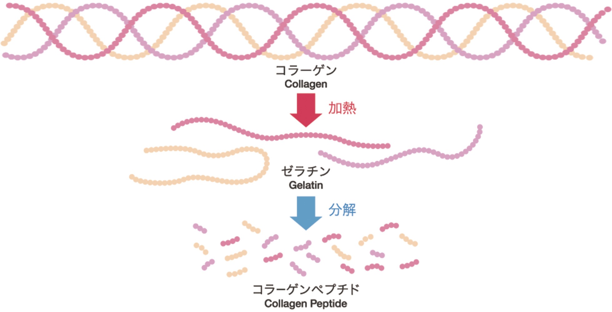 コラーゲン