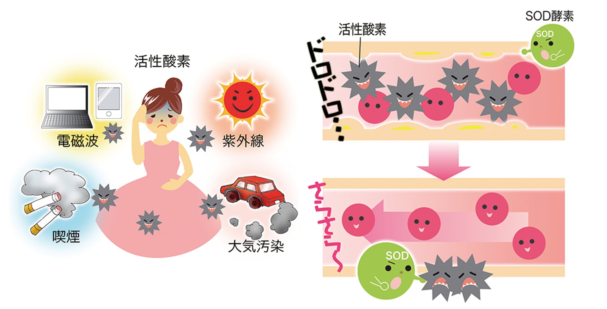 ＳＯＤ酵素